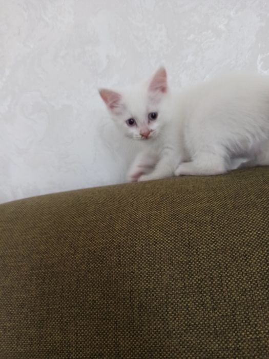 Отдам кошечку в добрые руки.