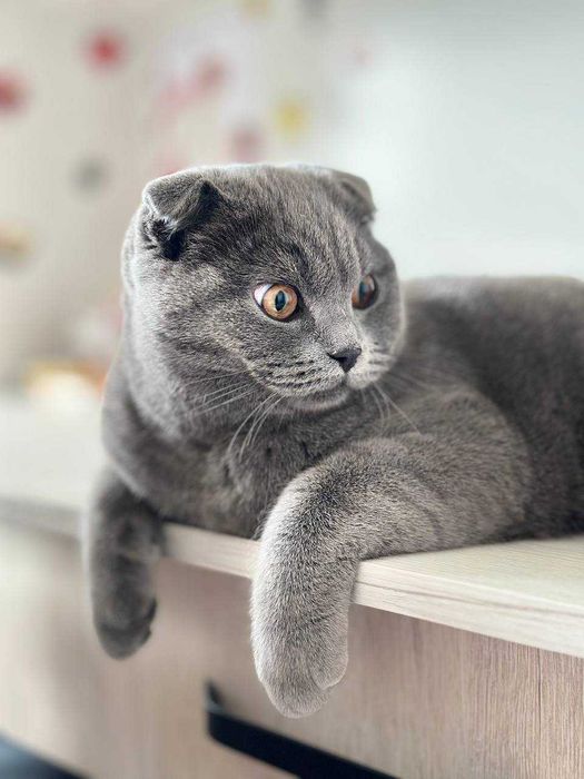 Чистокровный красивый котёнок очень умный ласковый с набывной шубкой.