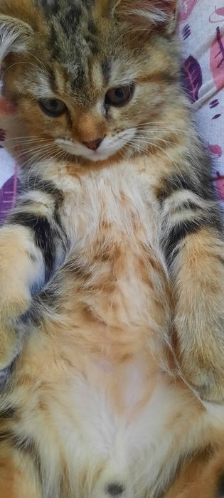 Ищем кошку для вязки. Британский короткошерстный кот.