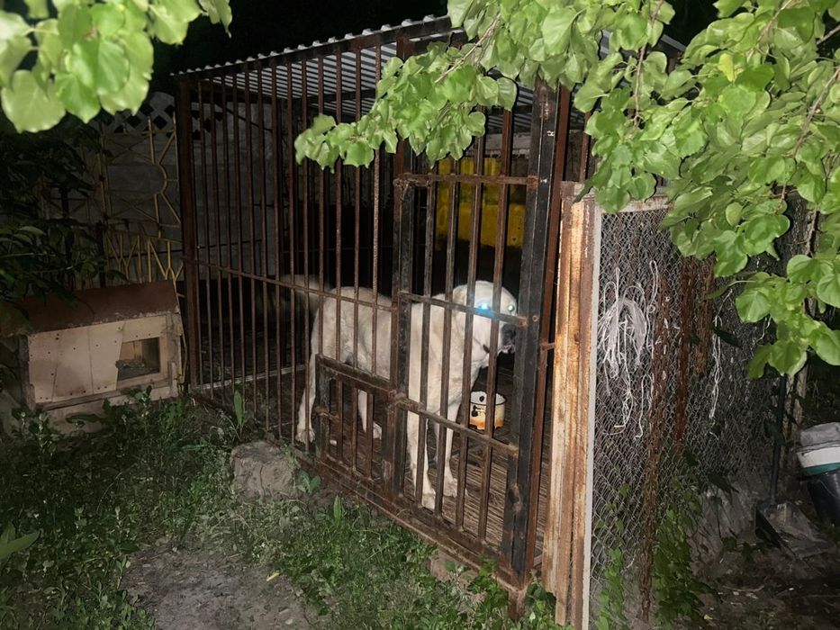 Вольер для крупных собак