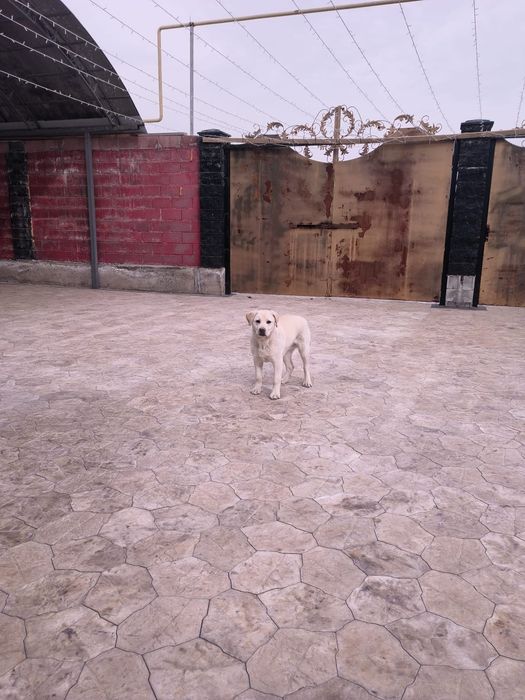 Лабрадорчик 8 месячный