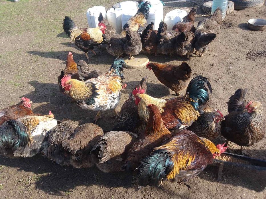 Яйца от катунски  кокошки за люпене