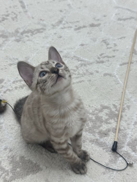 Срочно продаю котенка(бенгалец)