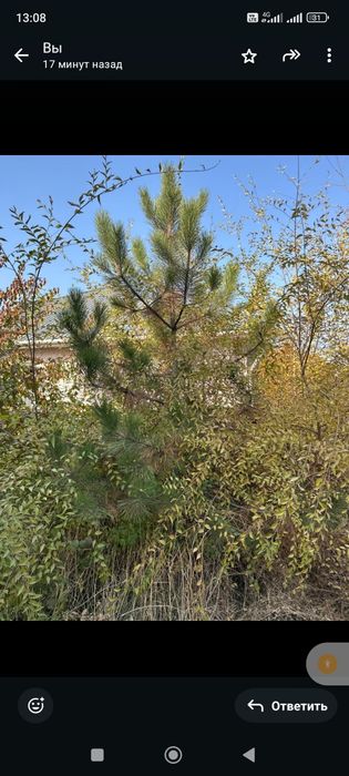 Продается сосны и елки