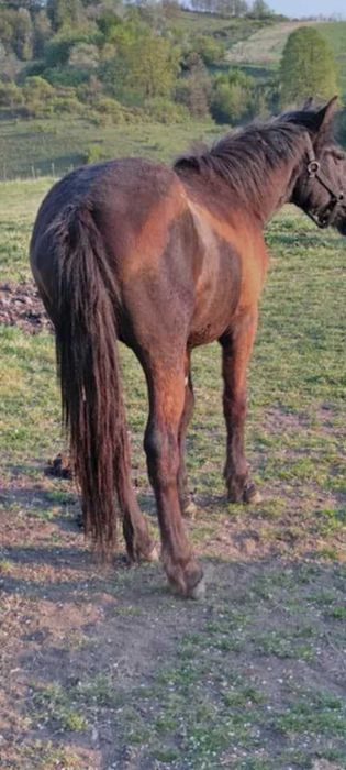 Vand 2 harmasari tineri.