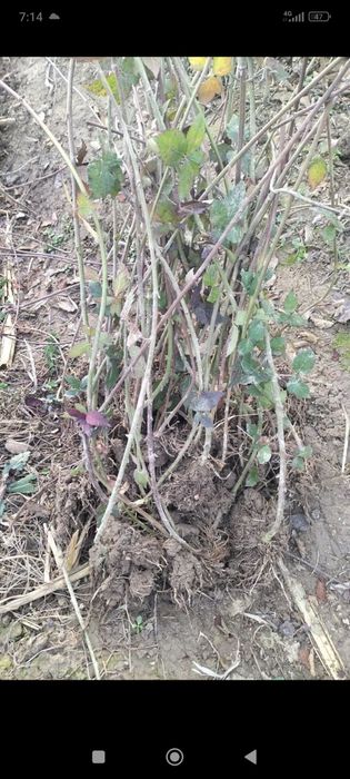 Ejevika kochat sotiladi xosildarligi juda zor tikonsiz!