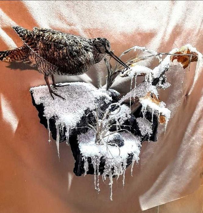 Препариране на животни.