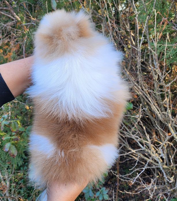 Мъжки миниатюрен померан с всички ваксини