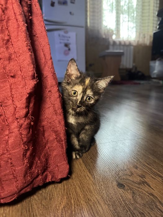 Отдам котят в надежные руки!