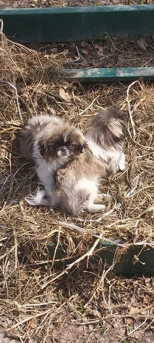 Продам щенков породы Пекинеса