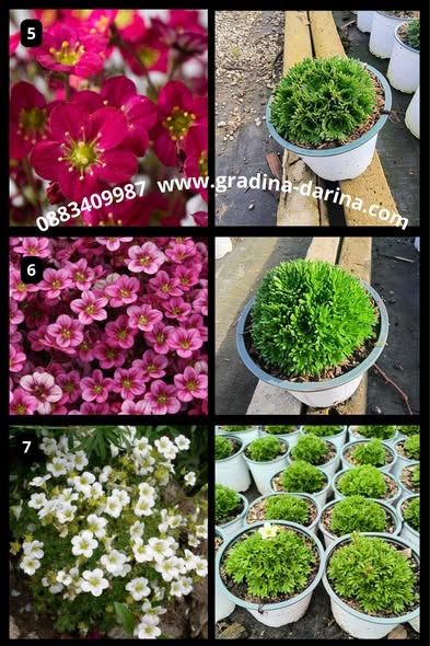 Саксифрага / каменоломка