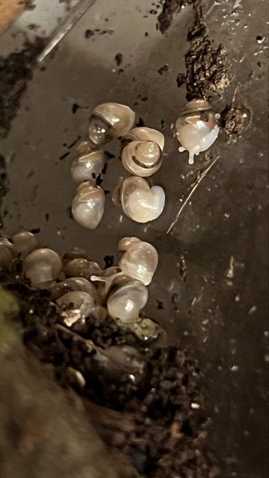 Pui melci africani