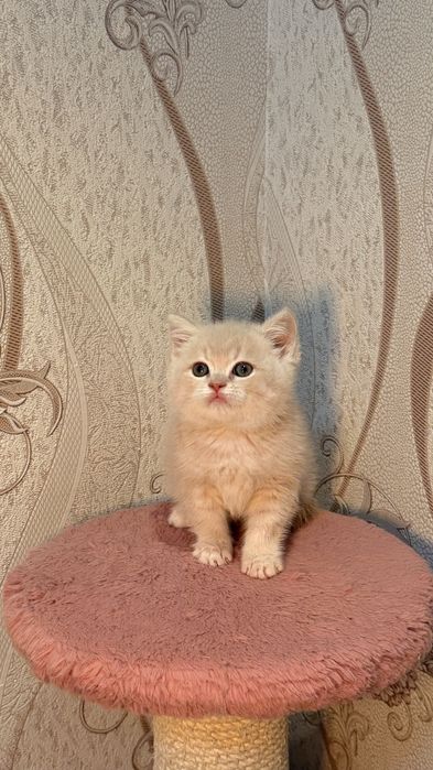 Порода: Британская короткашерстная шиншилла