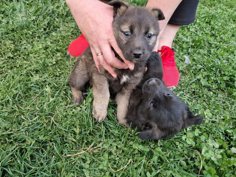 Щенки лайки 1.5 месяц