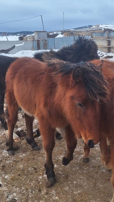 Жабағылар сатылады срочно!!!