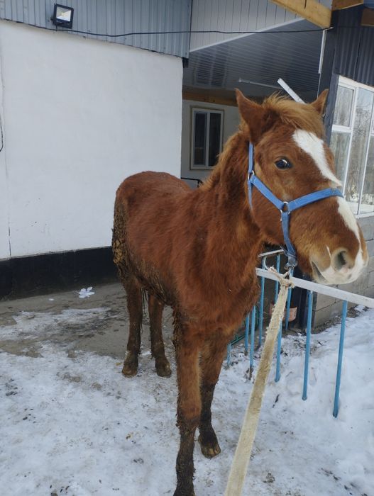 Продам лошадь жебчика