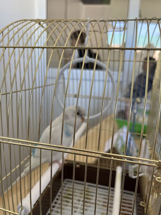 Продам попугай Волнистый