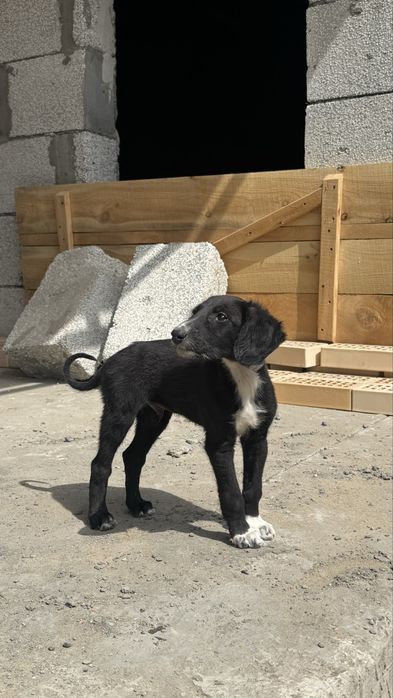 Щенки Казахской Тазы