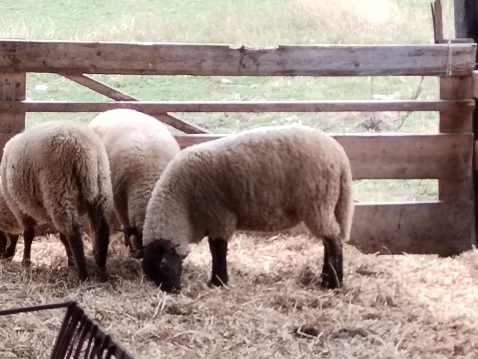 Oi rasa suffolk de vanzare