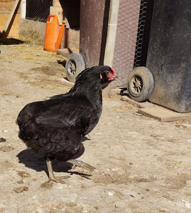 Ouă Araucana si Combatant Indian,talie mare de incubat