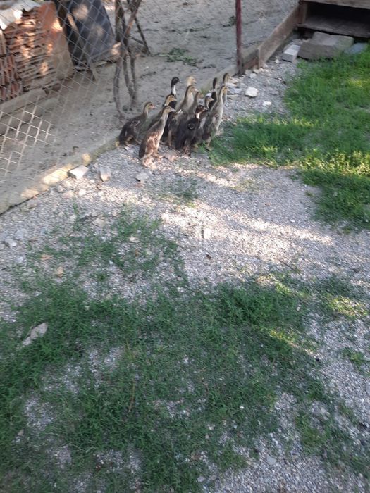 Boboci de rate indiene