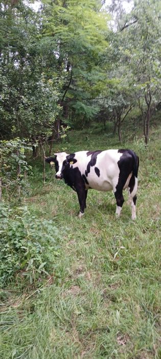 Juninca holstein