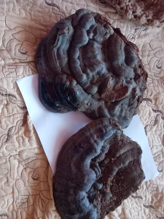 Ciuperci medicinale ganoderma aplanatum