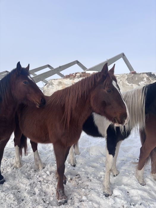 Сельхоз животные