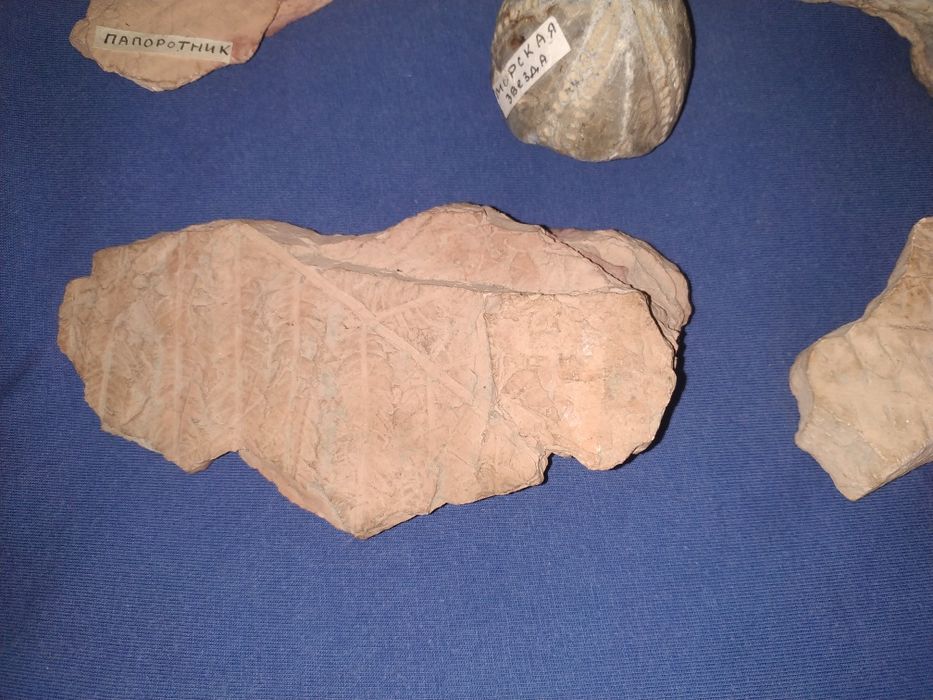 Окаменелости растений, моллюсков. Минералы.