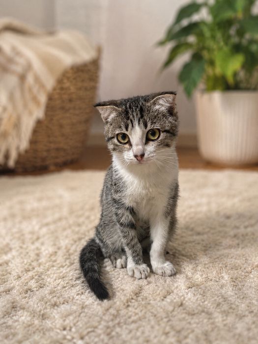Котенок девочка вислоухая 2,5 месяца