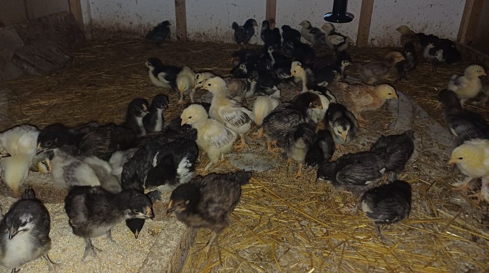 Puișori de casă de 3 săptămâni