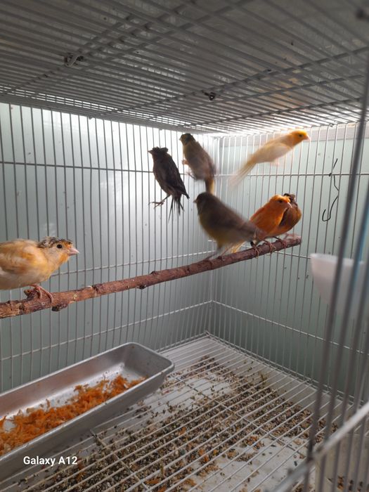 Канарейкалар сотилади.