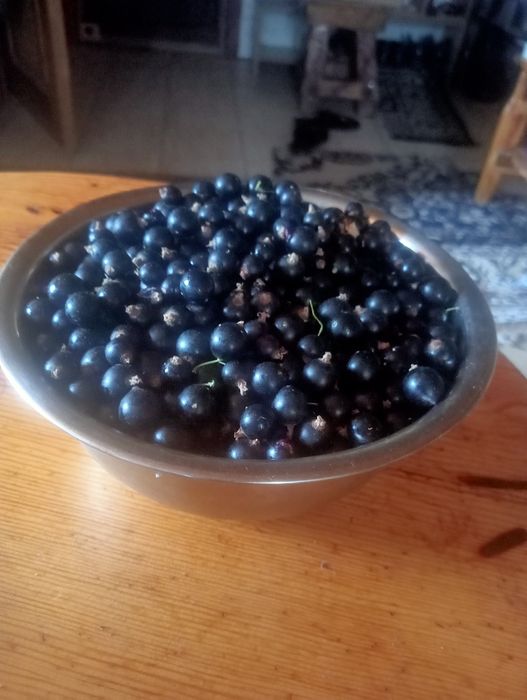 Смородина черная