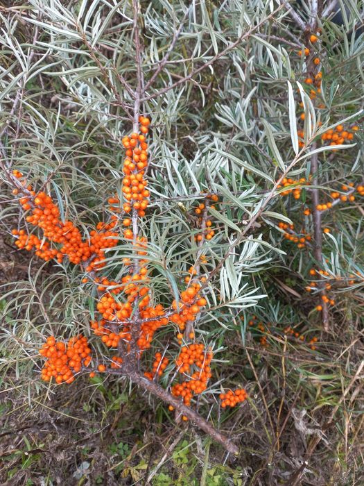 Puiet cătină diferite soiuri