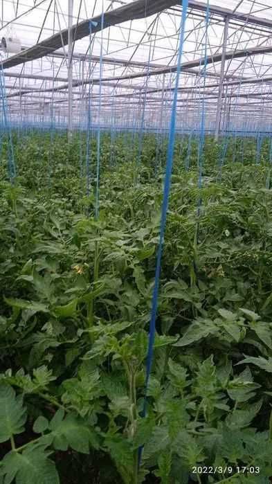 温室(温室)~现成的销售业务(温室、温室综合体)