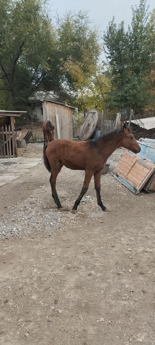 Еркек жабағы сатылады