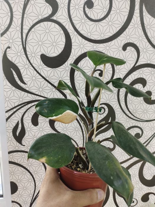 Продаются домашние цветы