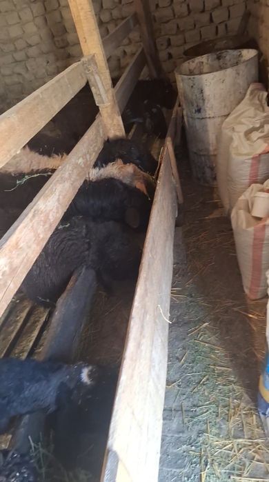 9 Бас кушкар сатлмда