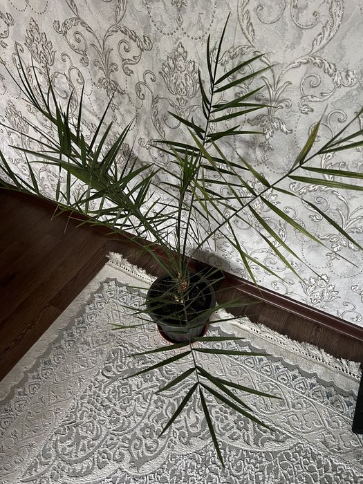 Продам финик растение