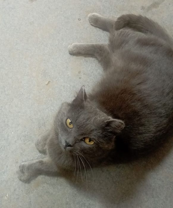 Котик в добрые руки