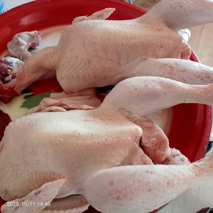 Продам бролеры домашние