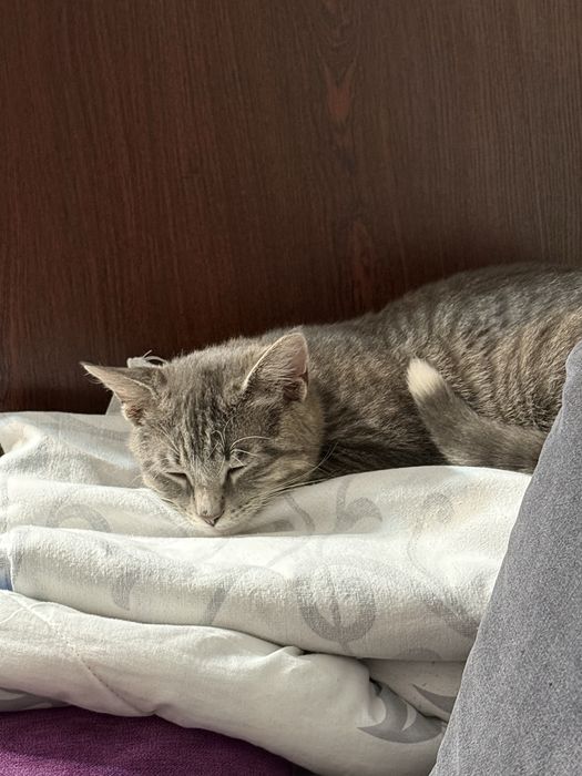 Отдам кота в добрые руки!