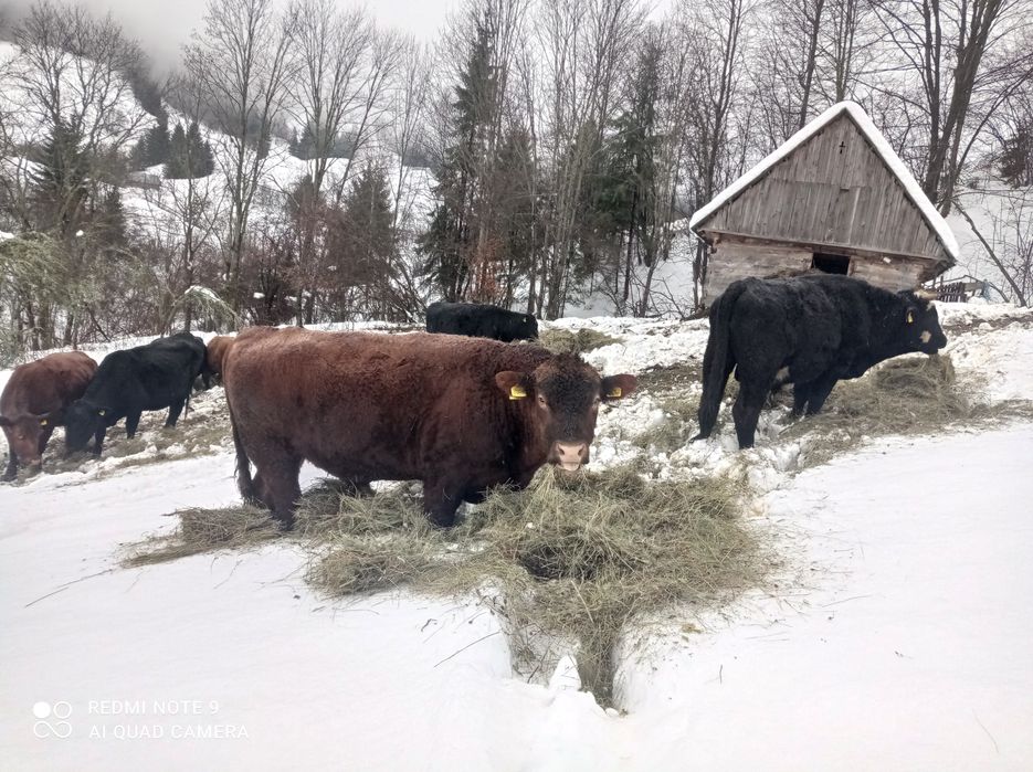 Vând taur Angus de doi ani