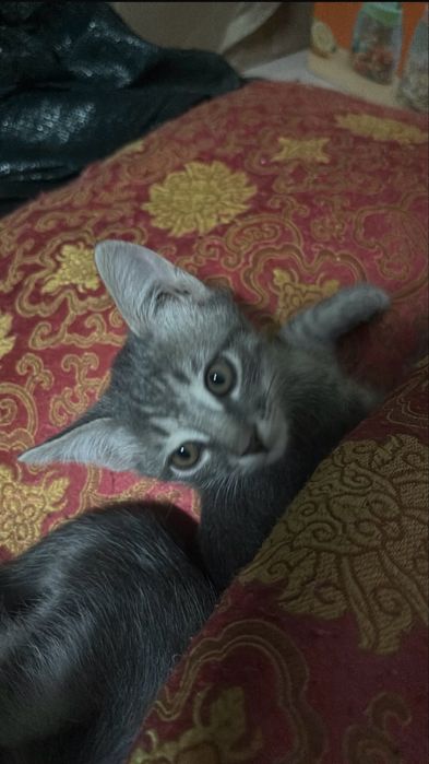 Продается котенок