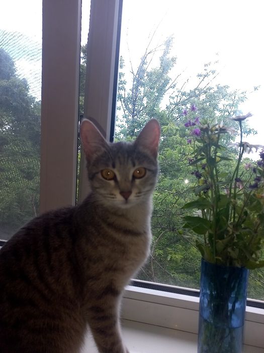 Кошечка молодая 7 месецев