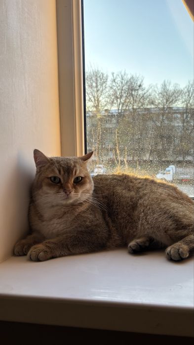 британская золотистая шиншилла