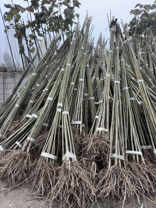 Павлония бор Pavlovniya sotiladi optom