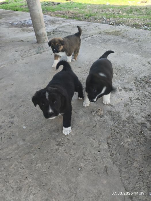 Отдам девочки щенки