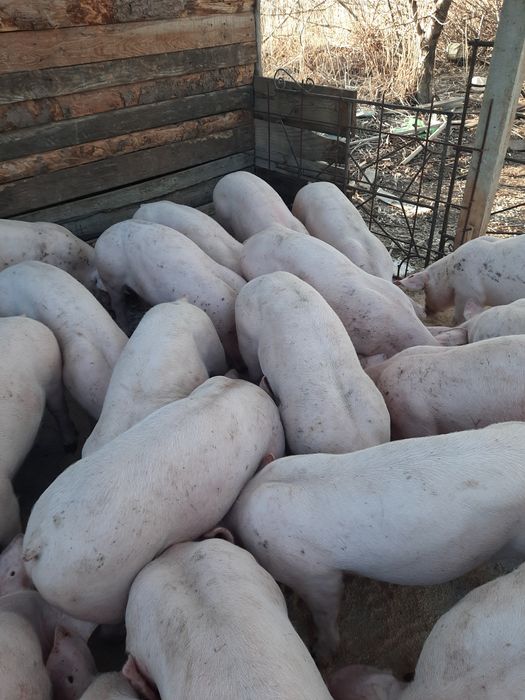 Свободни малки прасета