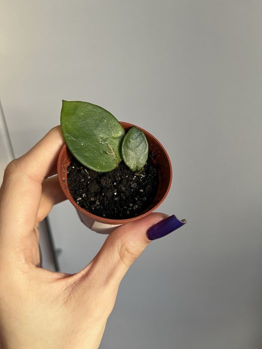 Черенки Хойя Чоук /Чуки